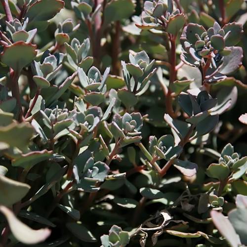 Sedum de hoja gris