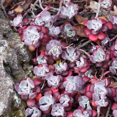 Orpin espatulado prpura
