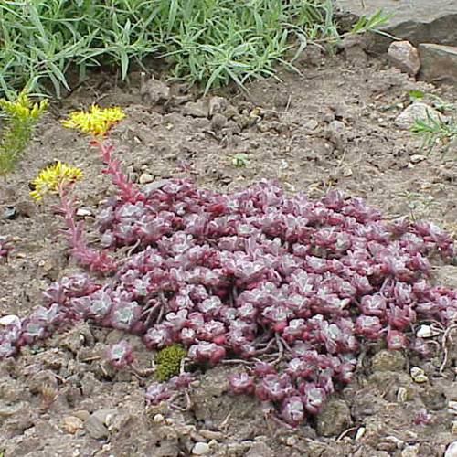 Orpin espatulado prpura