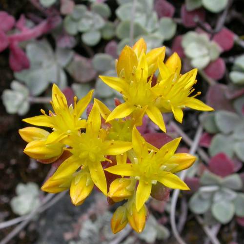 Orpin espatulado prpura