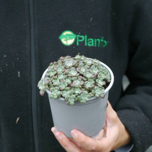 Orpin espatulado prpura