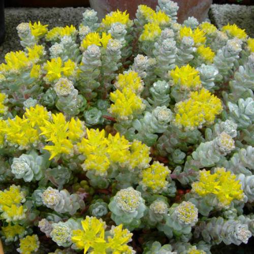 Orpin espatulado 'Cape Blanco'