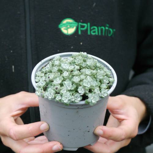 Orpin espatulado 'Cape Blanco'