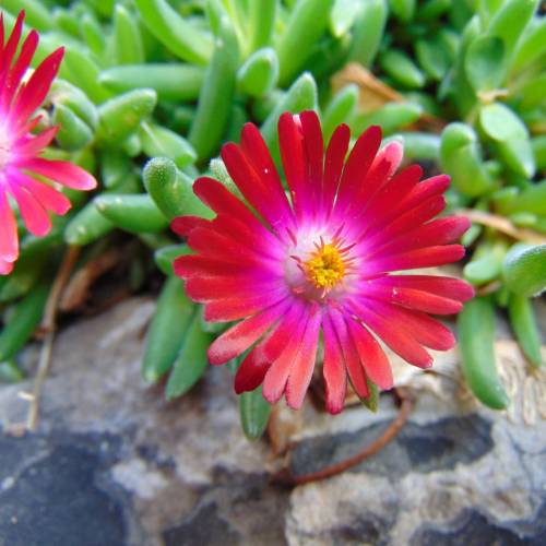 Alfombra roja