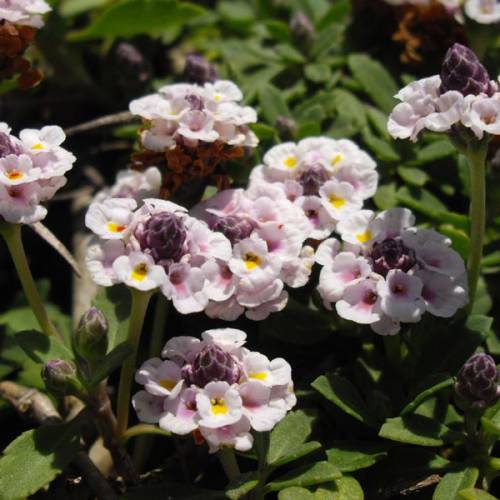 Verbena nodiflora cubresuelo herbácea