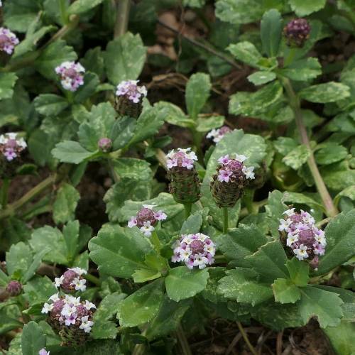 Verbena nodiflora cubresuelo herbácea