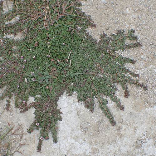 Verbena nodiflora cubresuelo herbácea