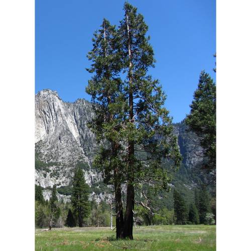 Libocedro, Calocedro, Cedro blanco