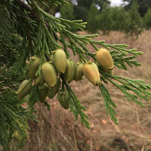 Libocedro, Calocedro, Cedro blanco