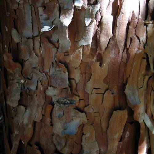 Libocedro, Calocedro, Cedro blanco