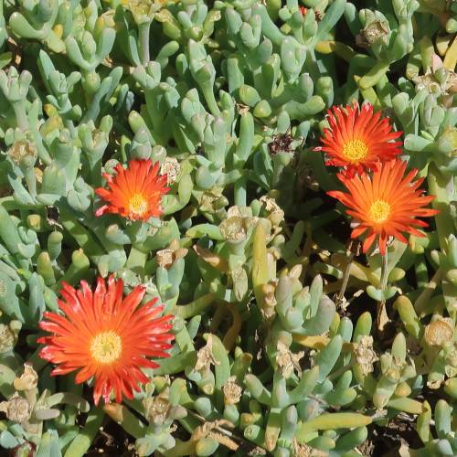 Alfombra bicolor
