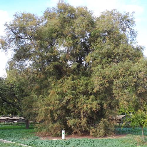 Tamarisco comn, Tamarisco francs