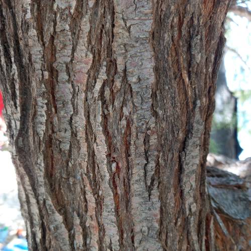 Tamarisco comn, Tamarisco francs