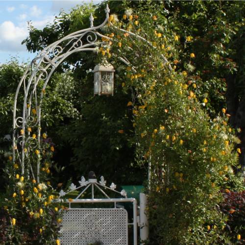 Clem�tide de flores amarillas