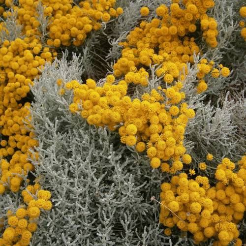 Santolina plateada