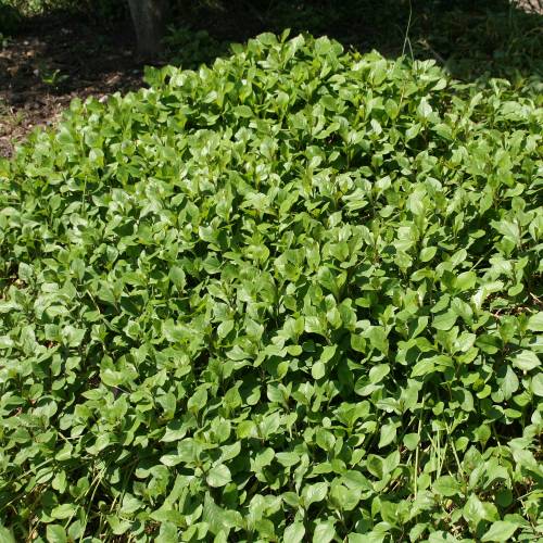 Plumbago rastrero, falso Plumbago