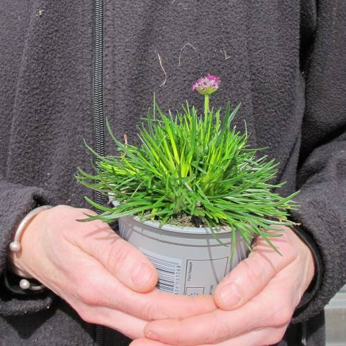 C�sped de Espa�a de flores rosas