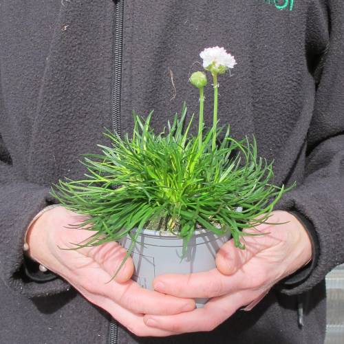 C�sped de Espa�a de flores blancas