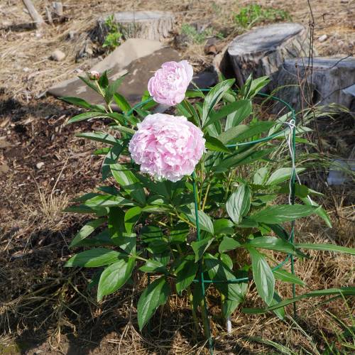 Peon�a 'Sarah Bernhardt'