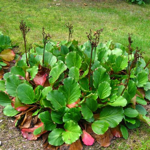 Bergenia de hojas cordiformes