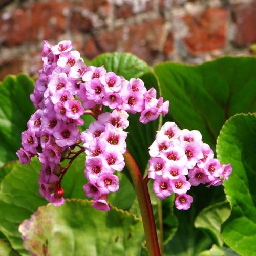 Bergenia de hojas cordiformes