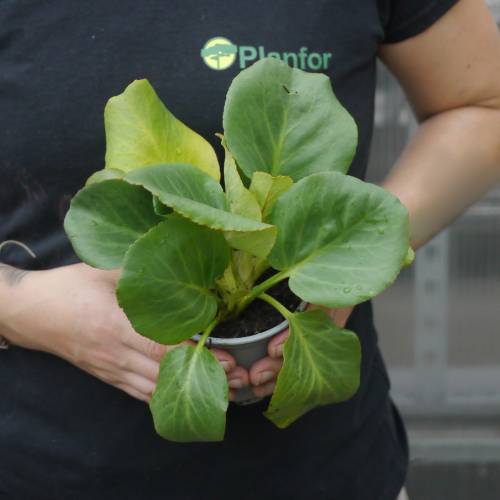 Bergenia de hojas cordiformes