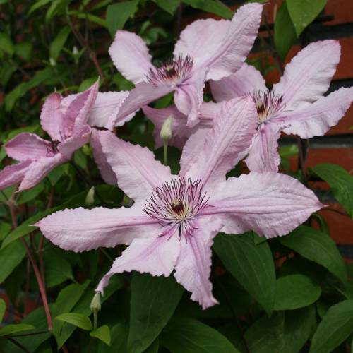Clem�tide 'Hagley Hybrid'