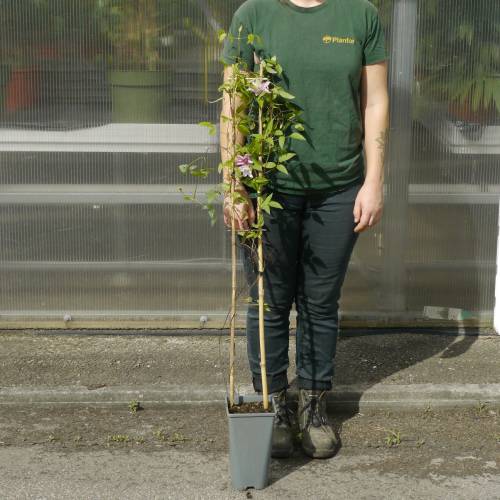 Clem�tide 'Hagley Hybrid'