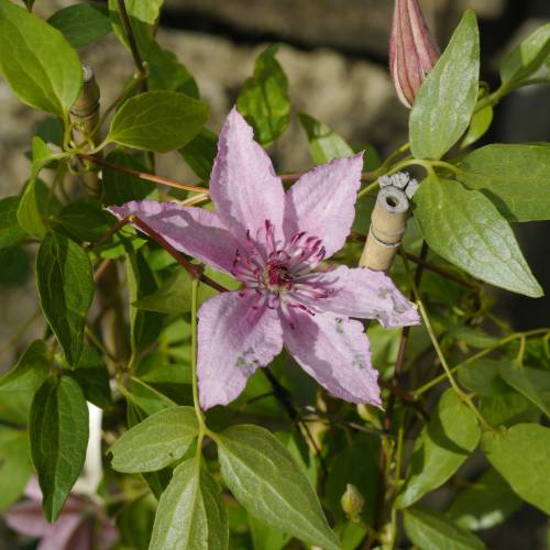 Clem�tide 'Hagley Hybrid'