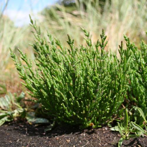 Salicornia