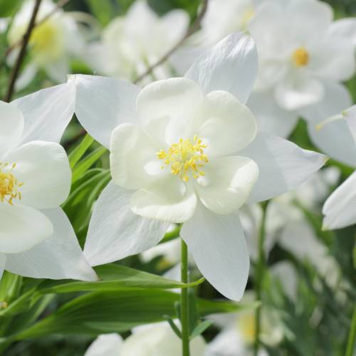 Aquilegia 'Kristall'