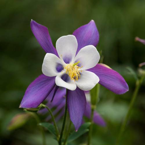 Aquilegia 'Blue Star'