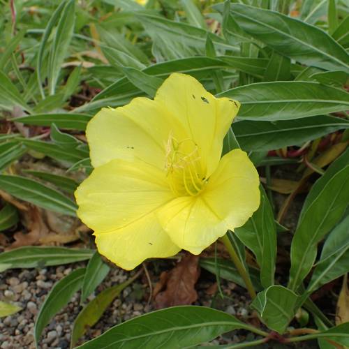 Onagra marilla de Missouri