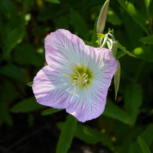 Onagra rosa 'Siskiyou'