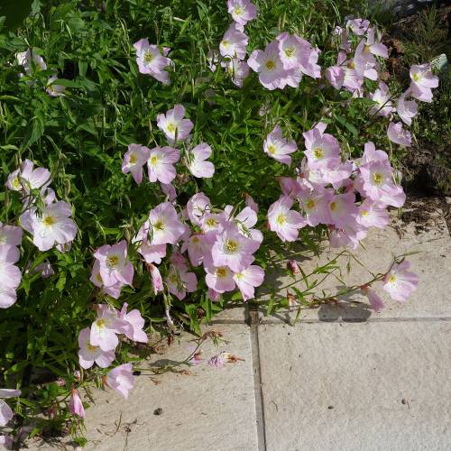 Onagra rosa 'Siskiyou'