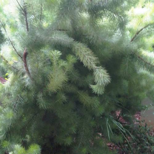 Arbusto lanudo