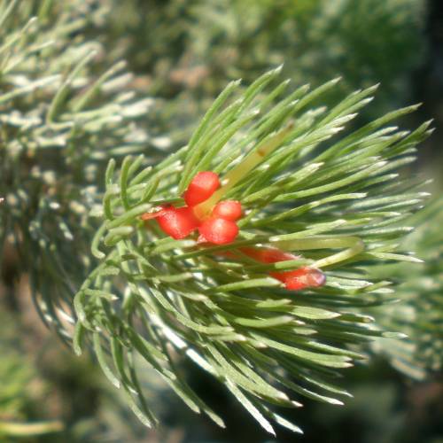 Arbusto lanudo