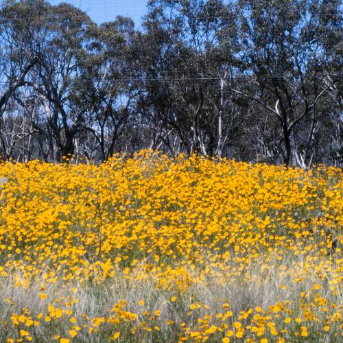 Coreopsis lanceolado amarillo
