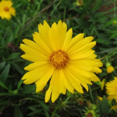 Flor de las garrapatas amarilla