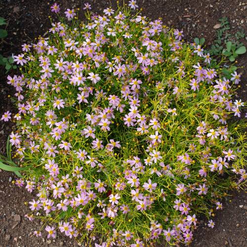 Coreopsis lanceolado rosa