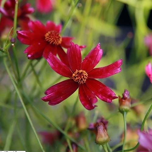 Coreopsis lanceolado rojo