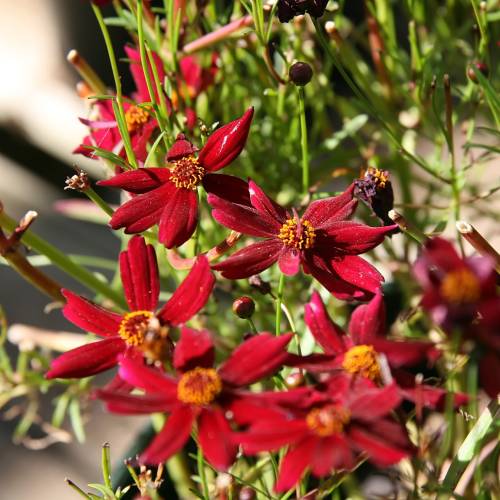 Flor de las garrapatas roja