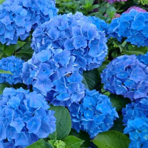 Hortensia azul