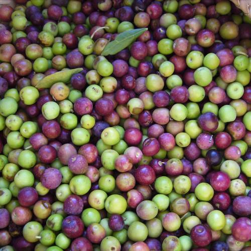 Olivos : Variedades de Producci�n