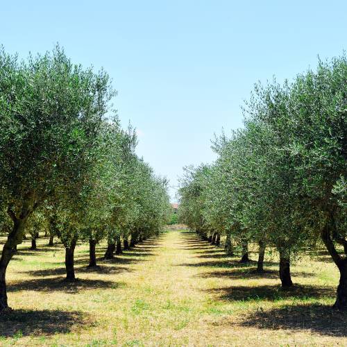 Olivos : Variedades de Producci�n