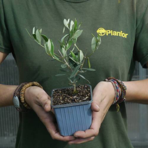 Olivos : Variedades de Producci�n