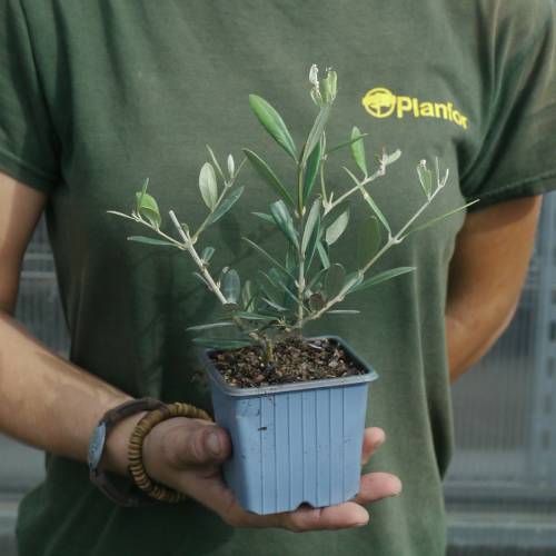 Olivos : Variedades de Producci�n