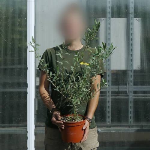 Olivos : Variedades de Producci�n