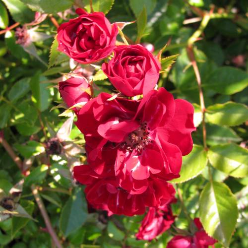 Rosal paisajístico rosa oscuro 'Fairy Donkerrood'