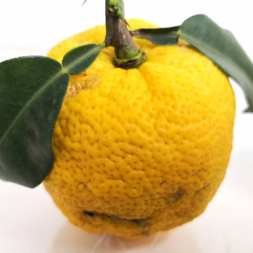 Limón Yuzu